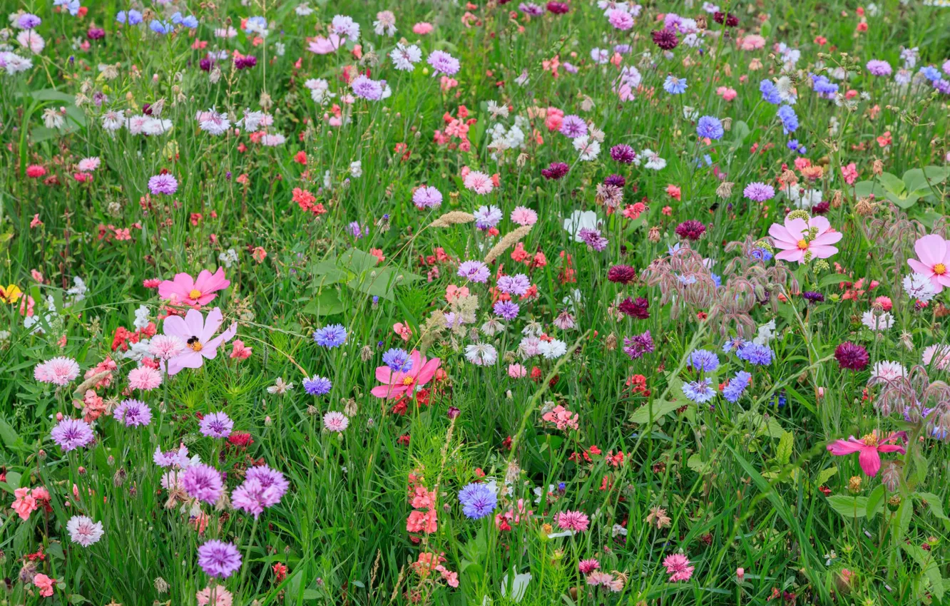 Photo wallpaper grass, flowers, meadow