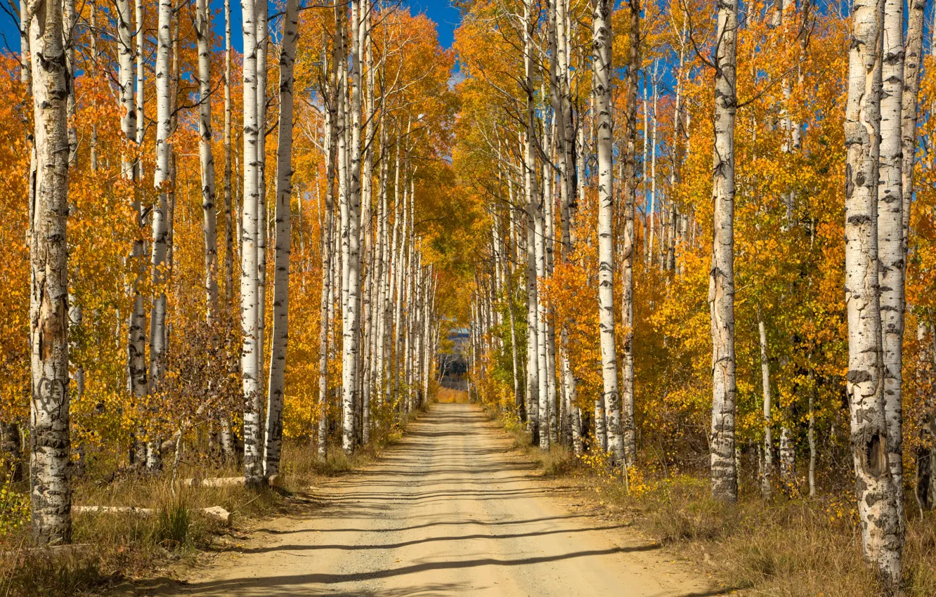 Photo wallpaper road, autumn, trees, yellow, Sunny, alley, birch, grove