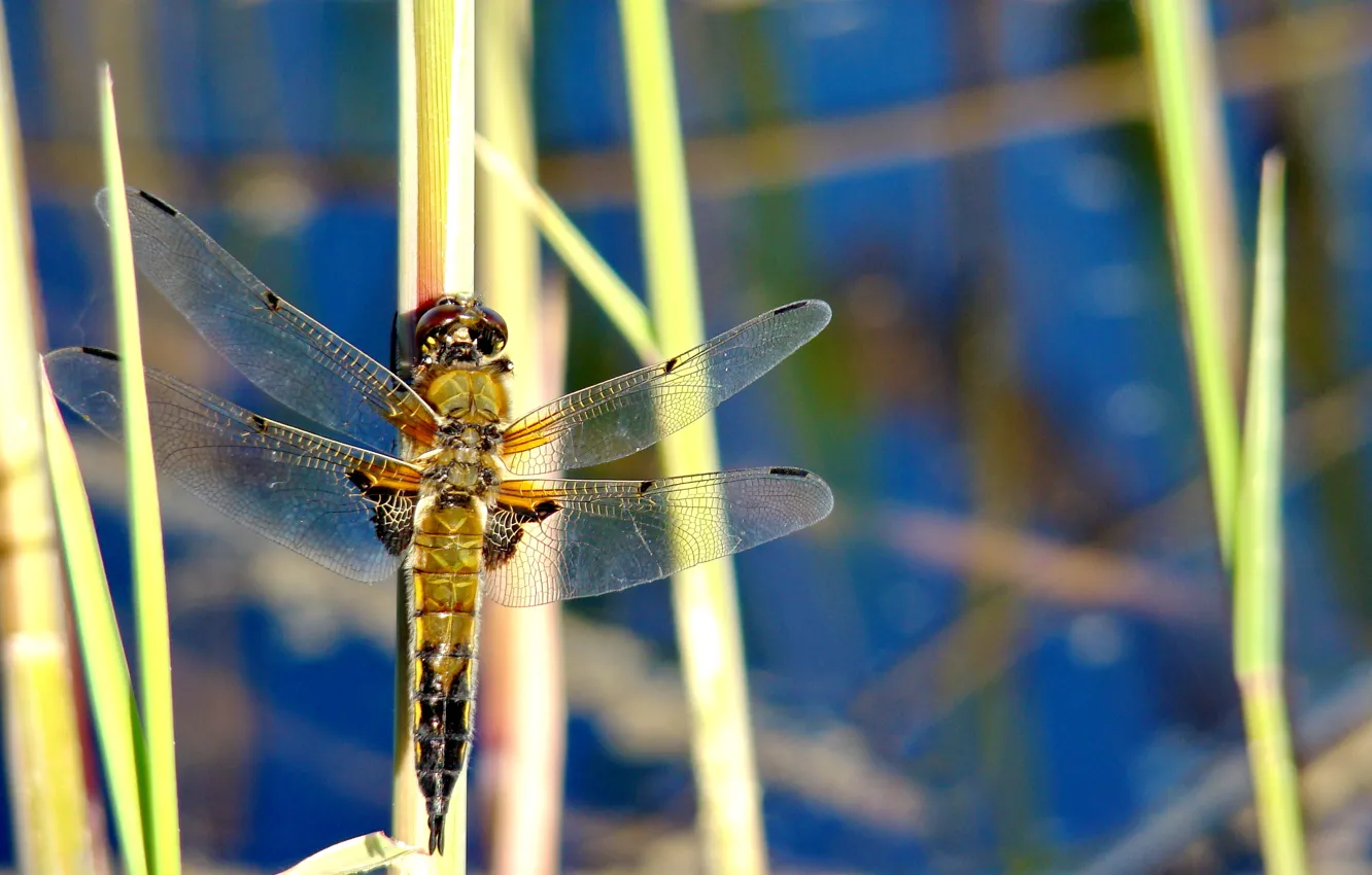 Photo wallpaper Nature, dragonfly, insect
