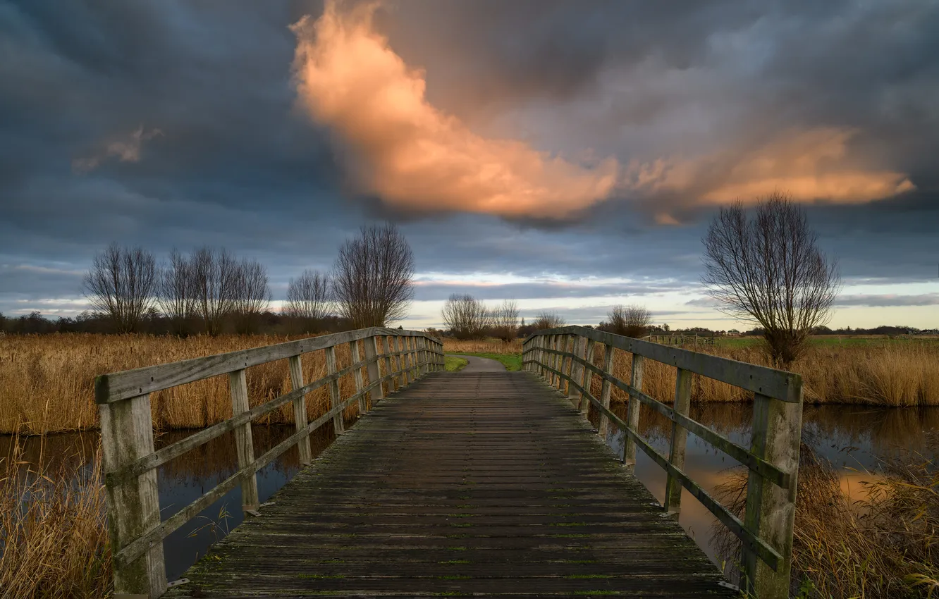 Photo wallpaper bridge, reed, river