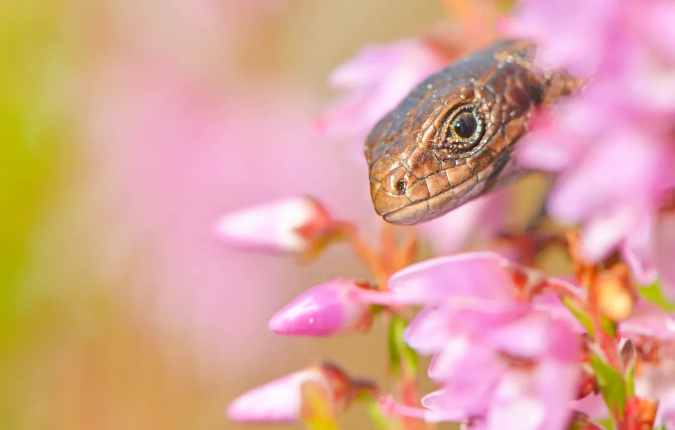 Photo wallpaper macro, flowers, head, lizard