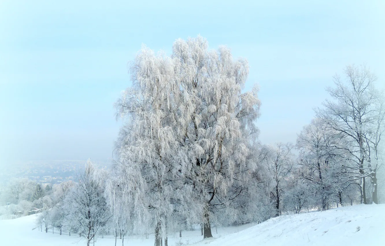 Photo wallpaper winter, frost, snow, trees