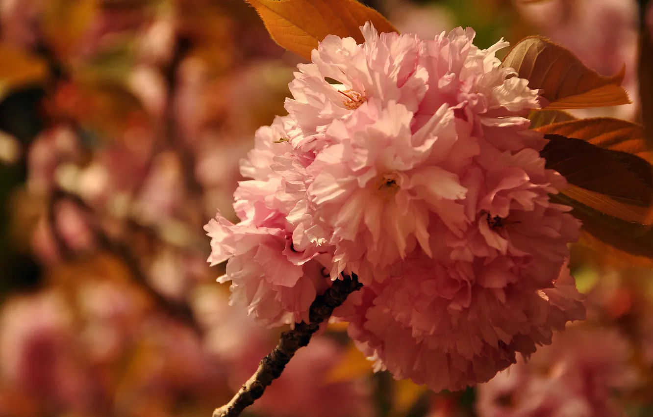 Photo wallpaper macro, trees, flowers, branches, nature, petals, Sakura, nature