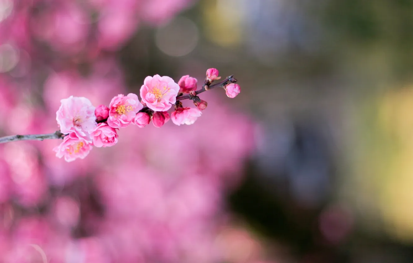 Photo wallpaper flowers, Japan, flower, pink, macro, bokeh, bokeh, Japanes apricot