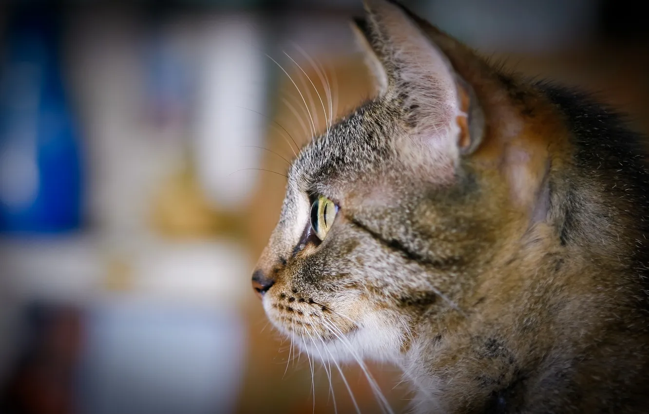 Photo wallpaper cat, cat, interest, observation