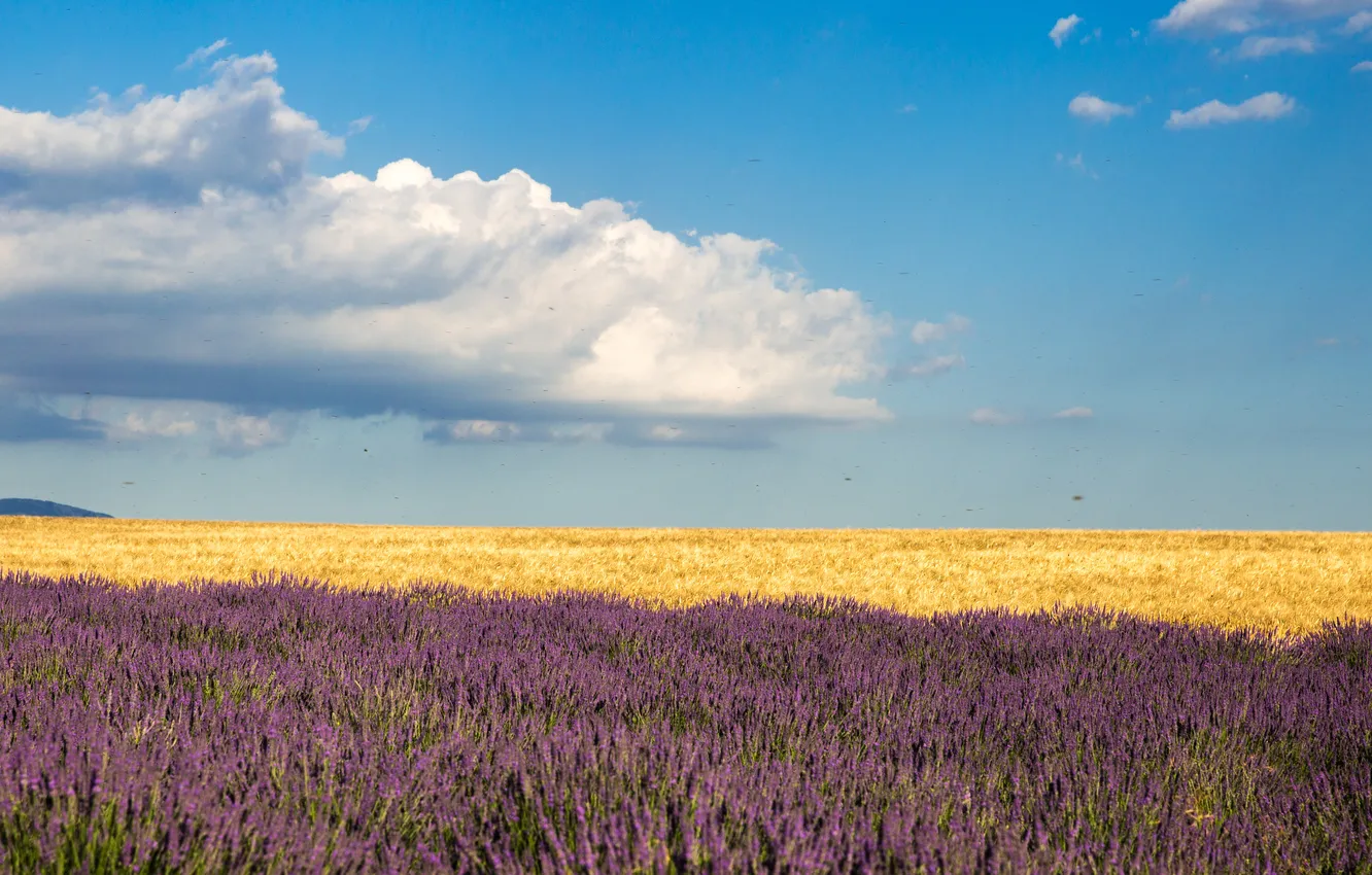 Photo wallpaper field, the sky, clouds, farm, lavender