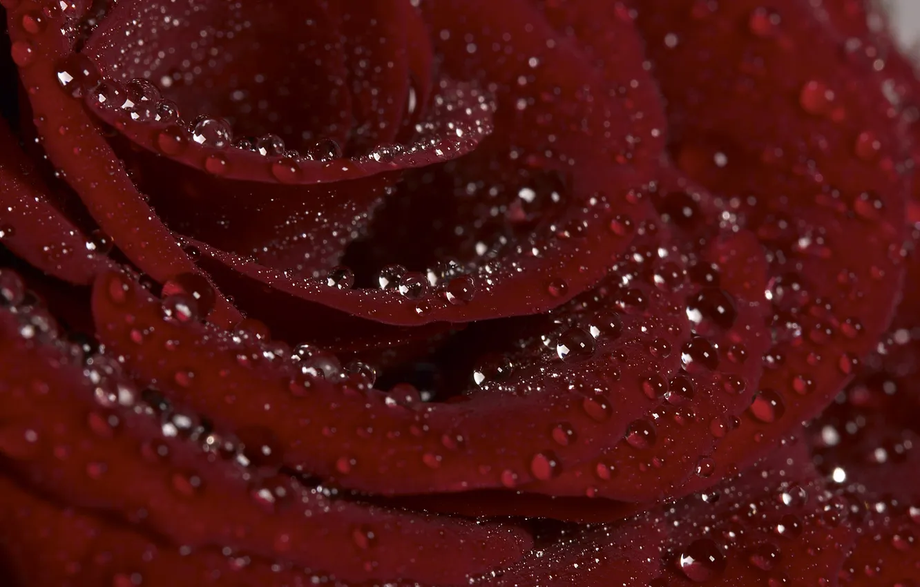 Photo wallpaper Rosa, roses, petals, Burgundy