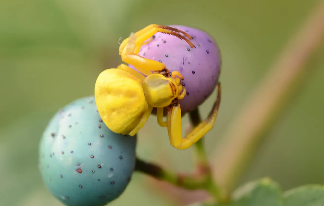 Photo wallpaper legs, yellow, Spider