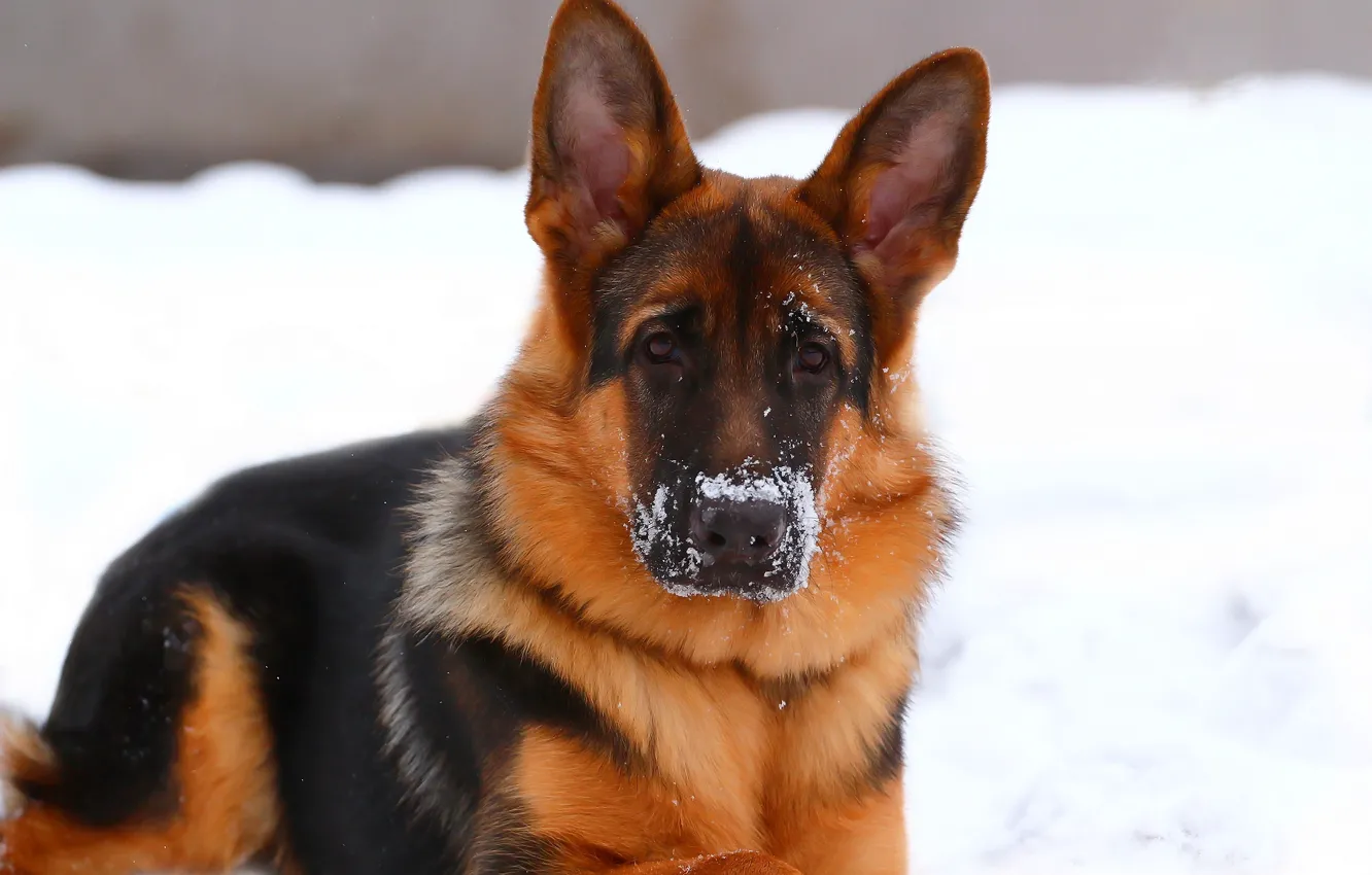 Photo wallpaper winter, snow, each, German shepherd