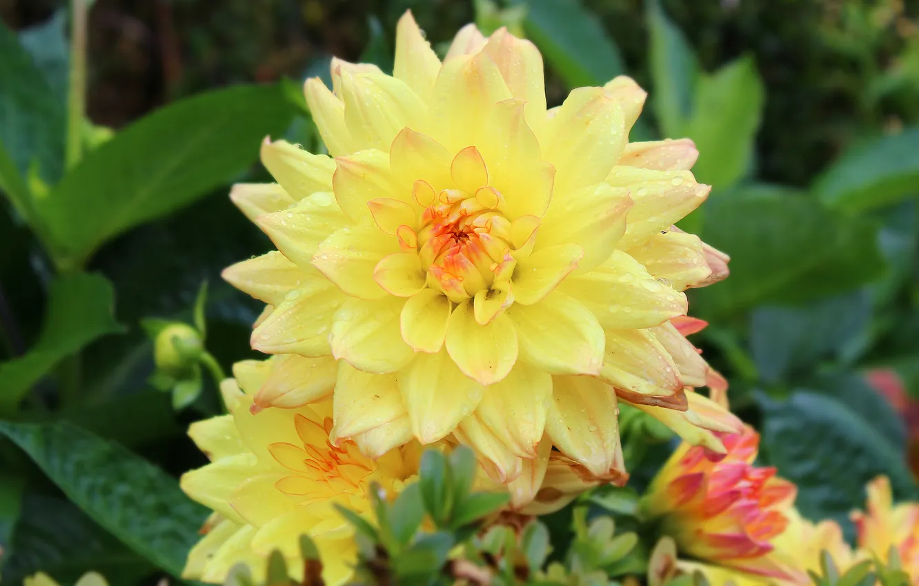 Photo wallpaper flower, garden, blooming, Dahlia