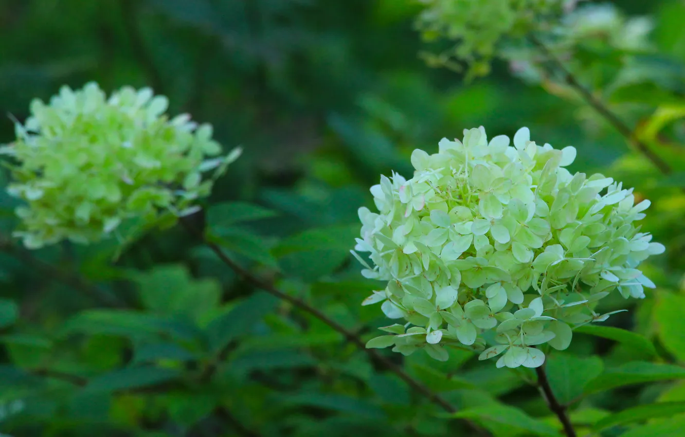 Photo wallpaper white, flower, hydrangea