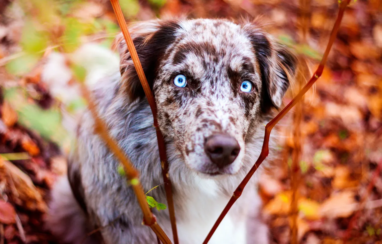 Photo wallpaper autumn, eyes, look, face, branches, foliage, portrait, dog