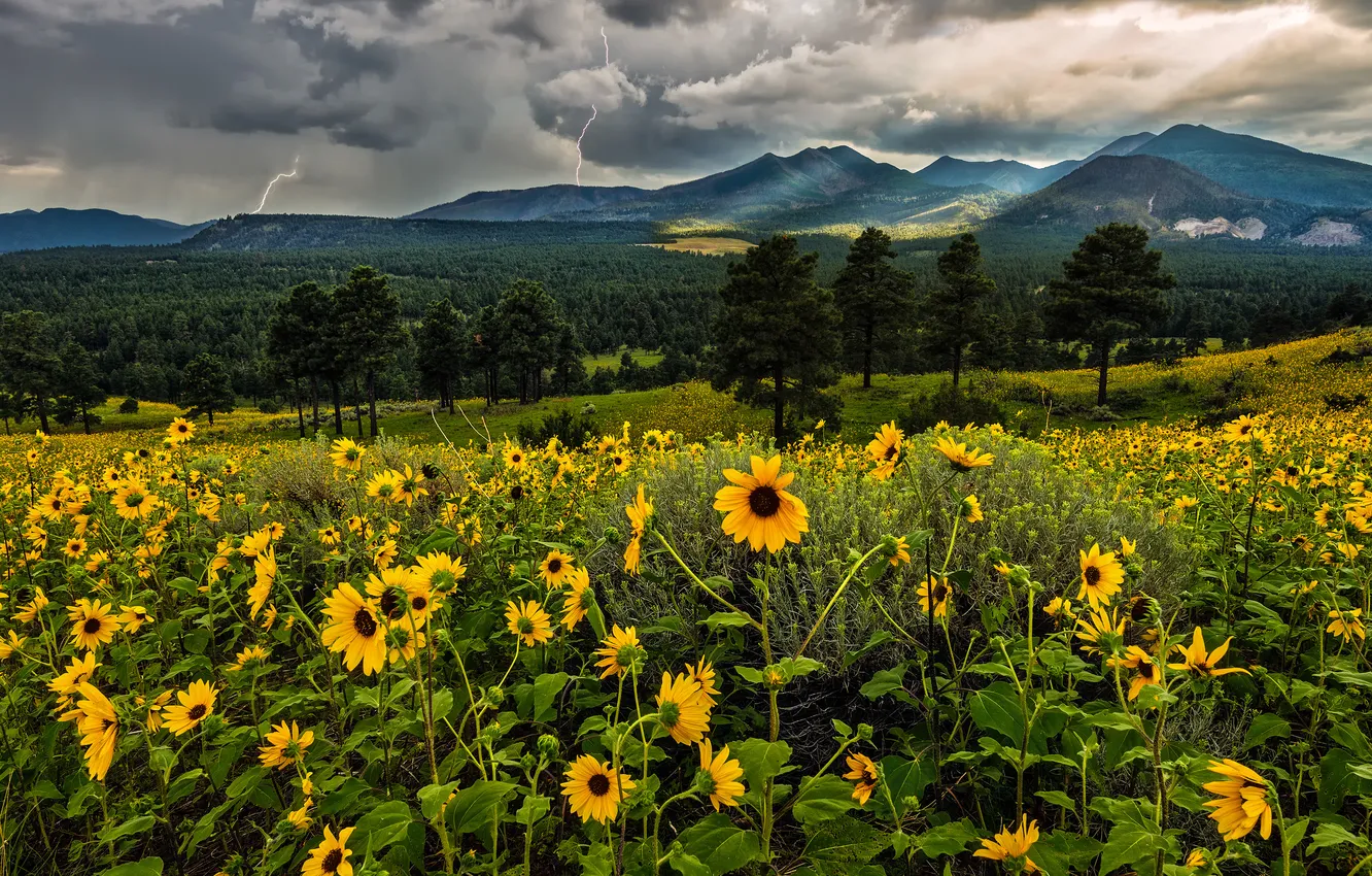 Photo wallpaper the storm, field, forest, summer, the sky, flowers, mountains, clouds