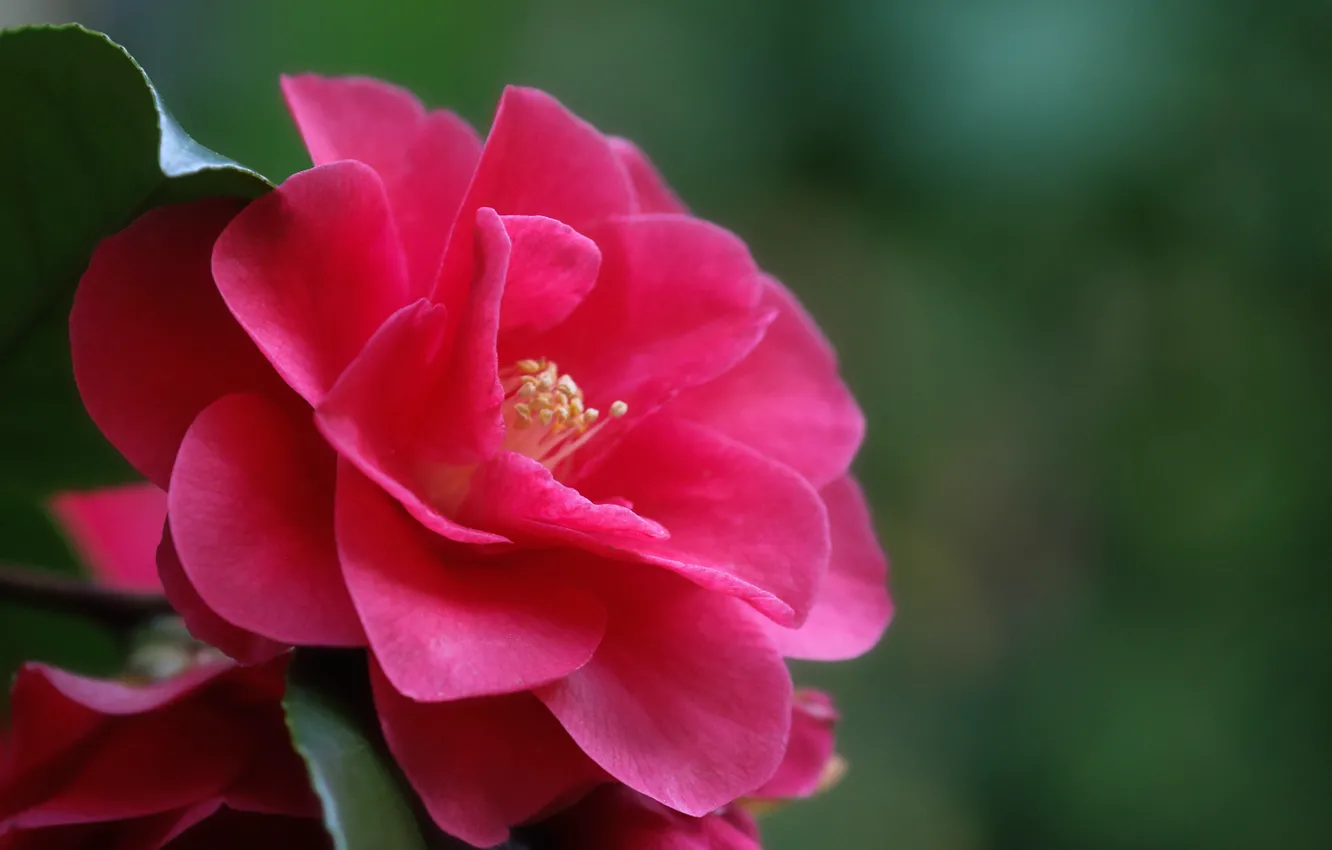 Photo wallpaper macro, flowers, red, buds, Camellia