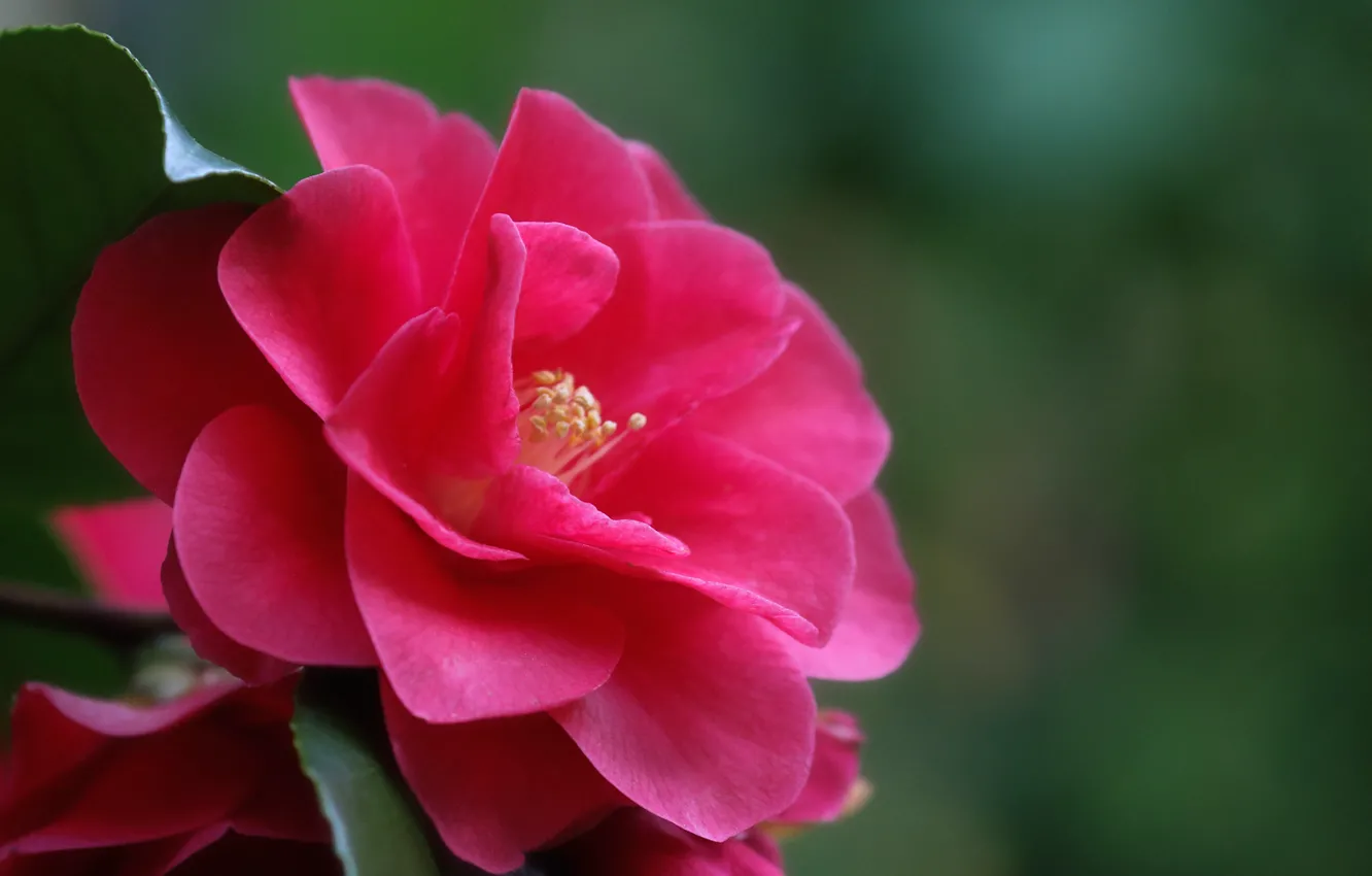 Photo wallpaper flower, macro, red, Bud, Camellia