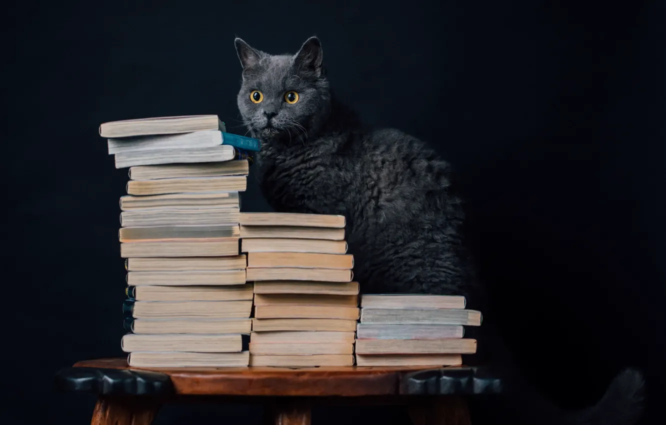 Photo wallpaper cat, background, book