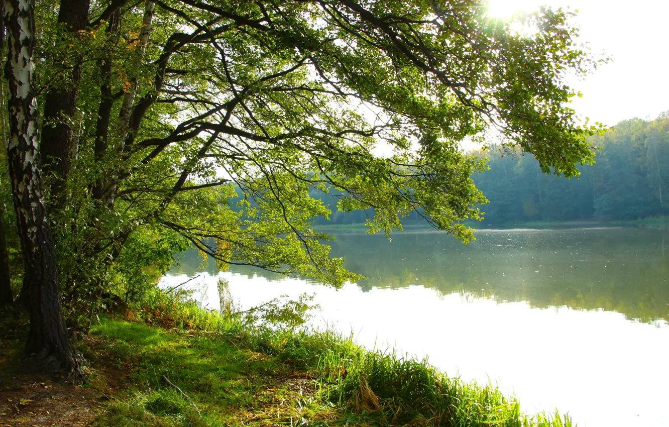 Photo wallpaper water, lake, tree