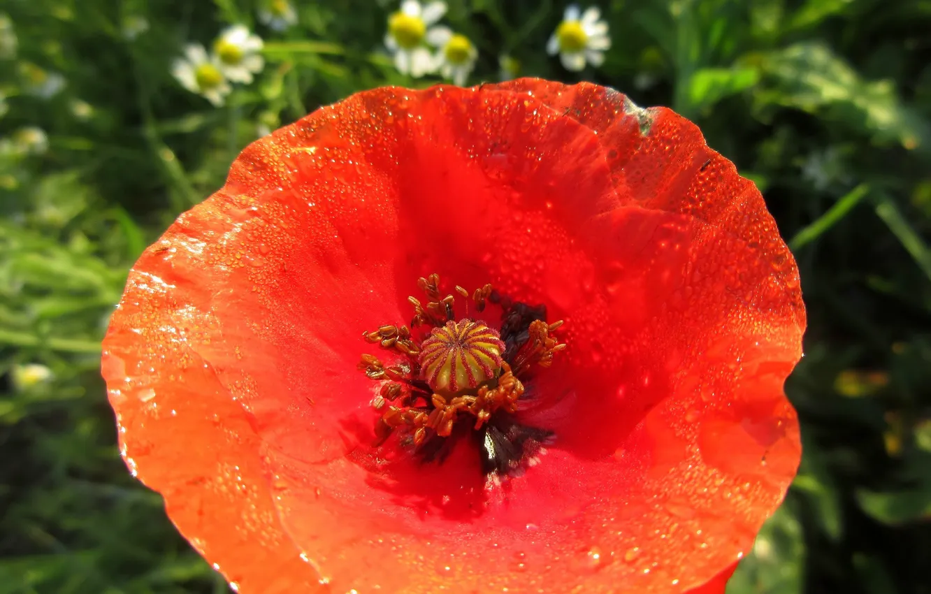 Photo wallpaper flowers, Mac, Meduzanol ©, Summer 2018