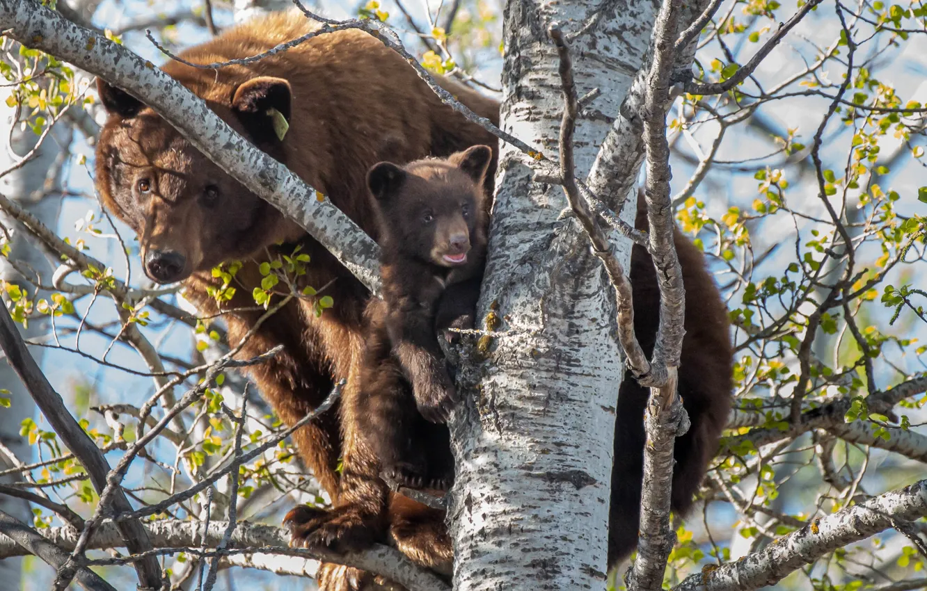 Photo wallpaper tree, bears, bear, on the tree, bear