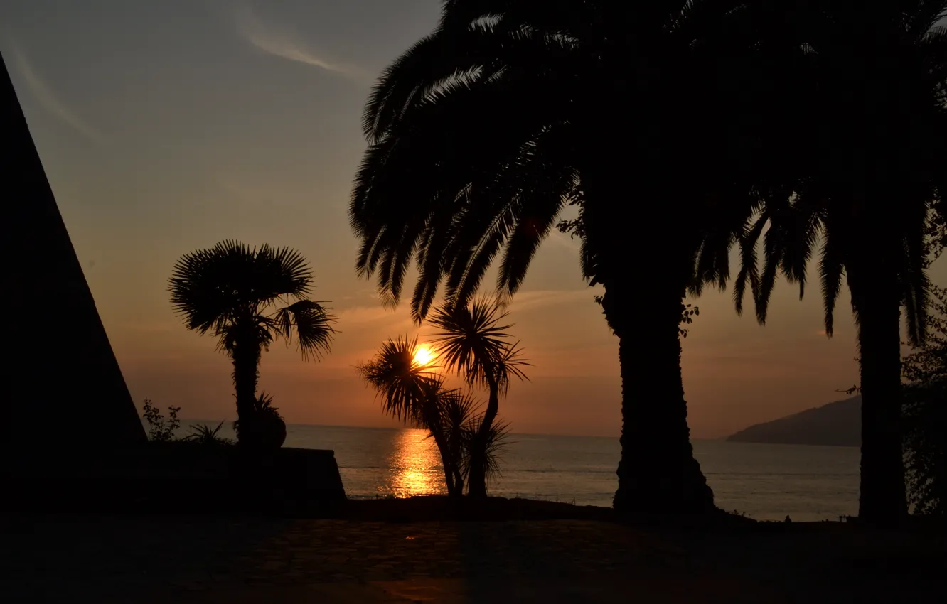 Photo wallpaper Sunset, Sea, Palm trees, Abkhazia
