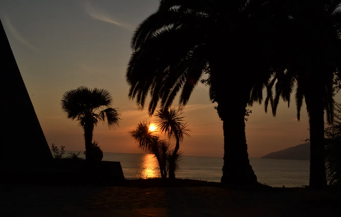 Photo wallpaper Abkhazia, sea, sunset, palm trees