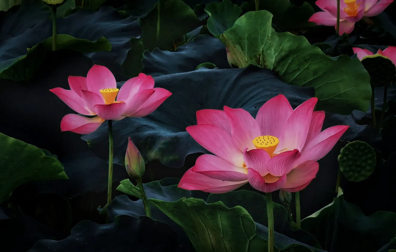 Photo wallpaper leaves, flowers, Lotus, pink
