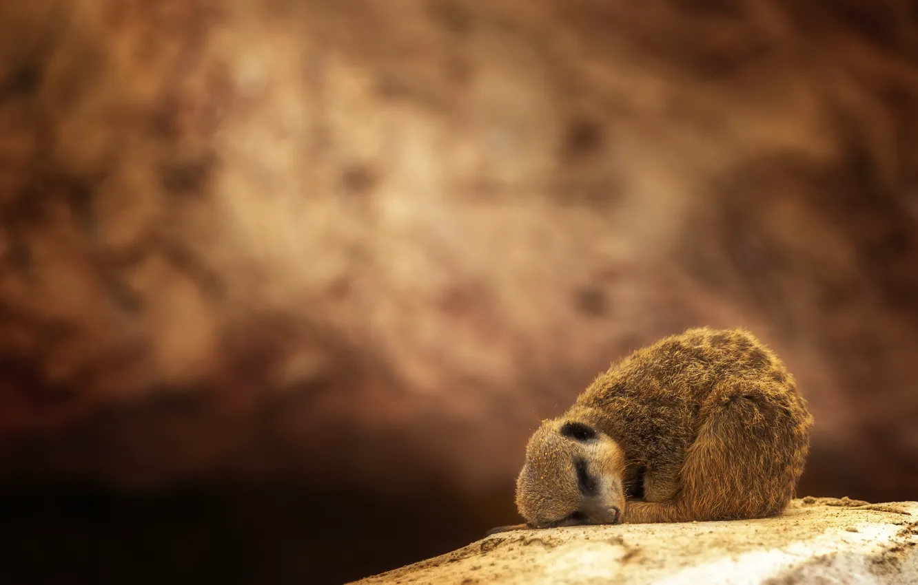 Photo wallpaper nature, background, meerkats