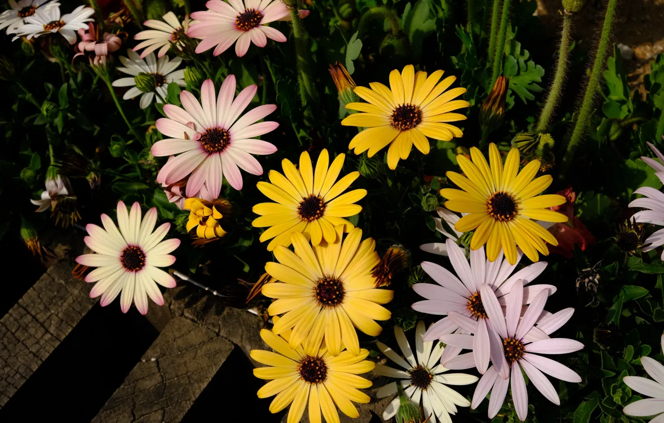 Photo wallpaper flowers, yellow, Osteospermum