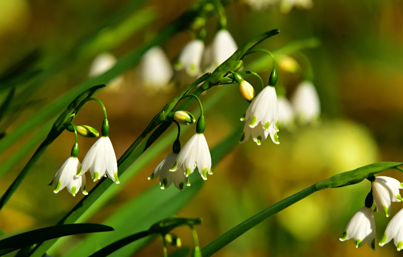Photo wallpaper greens, macro, light, flowers, spring, snowdrops, white, stems