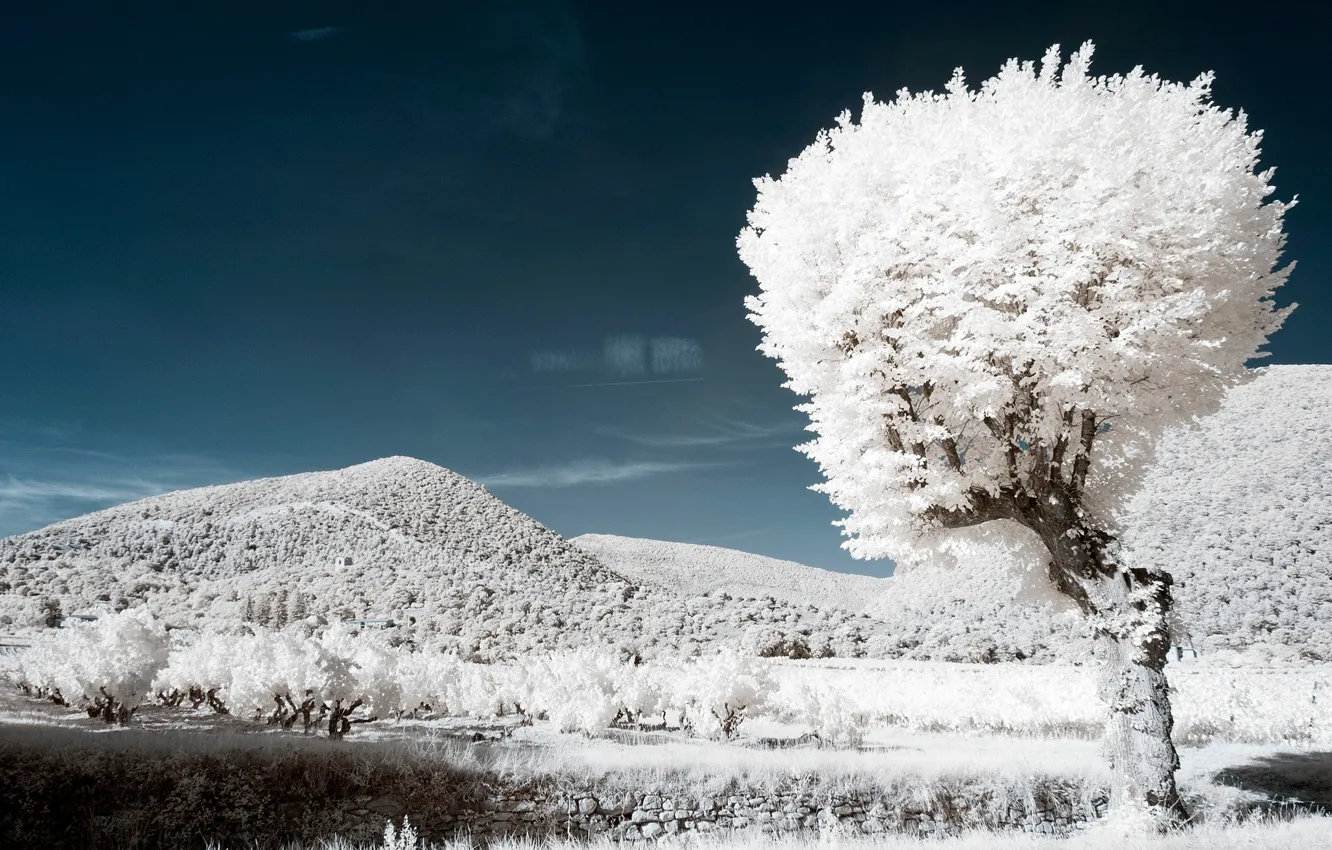 Photo wallpaper mountains, tree, France, infrared the, Ventral