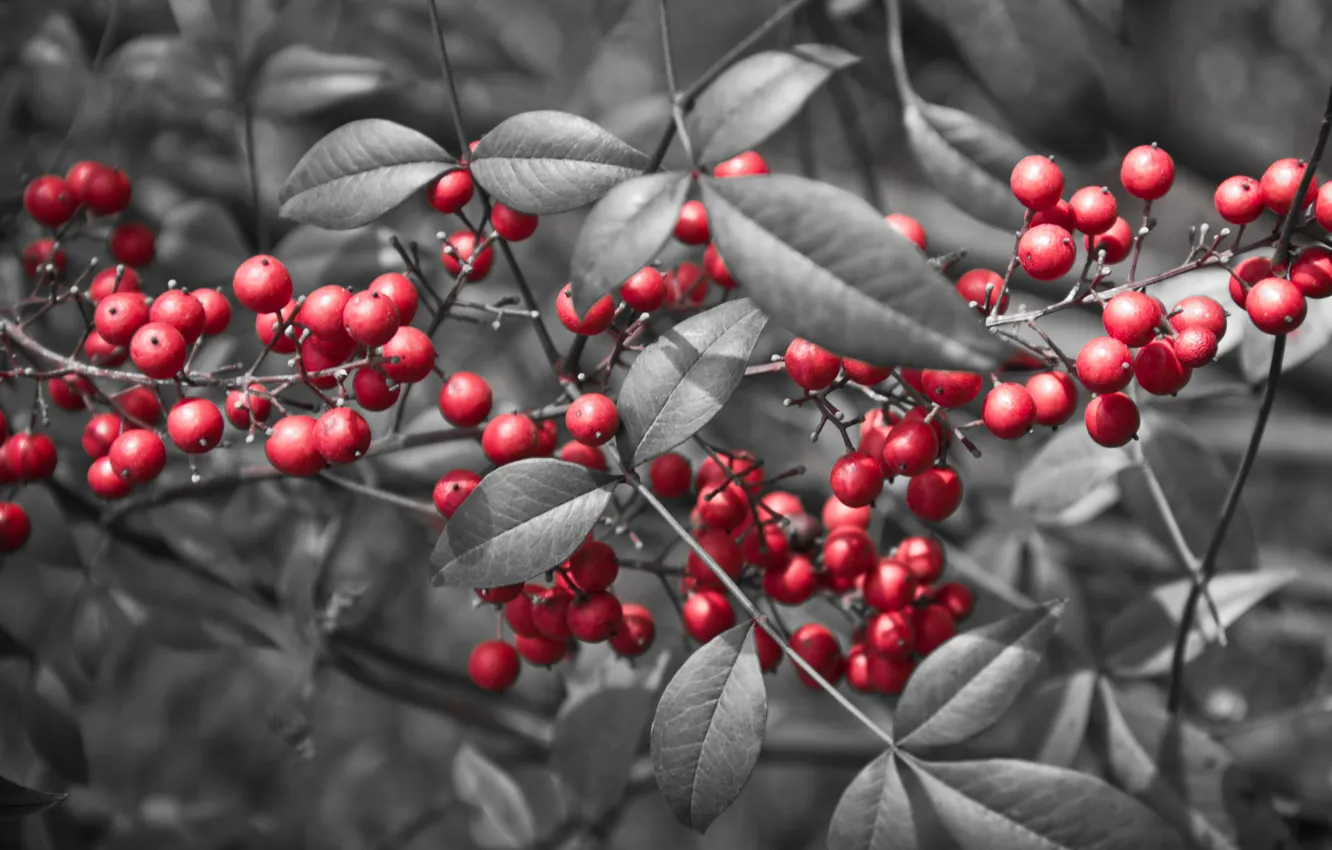 Photo wallpaper leaves, berries, branch, red