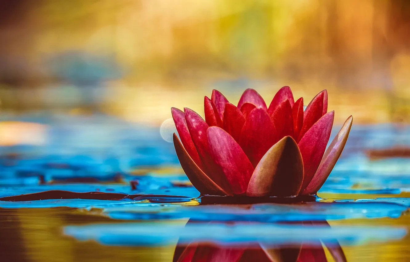 Photo wallpaper HDR, colors, colorful, flower, photography, nature, water, Water lily