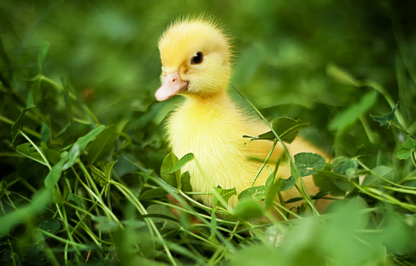 Photo wallpaper greens, grass, birds, nature, duck, duck, chick, Chicks