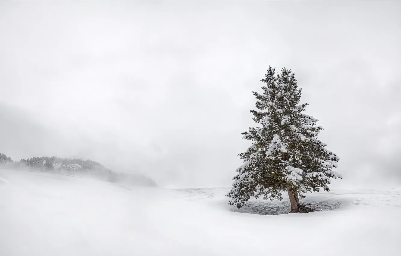 Photo wallpaper winter, snow, trees
