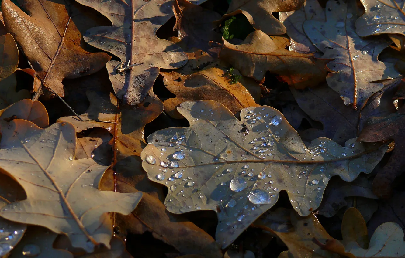 Photo wallpaper autumn, Rosa, Oak leaves