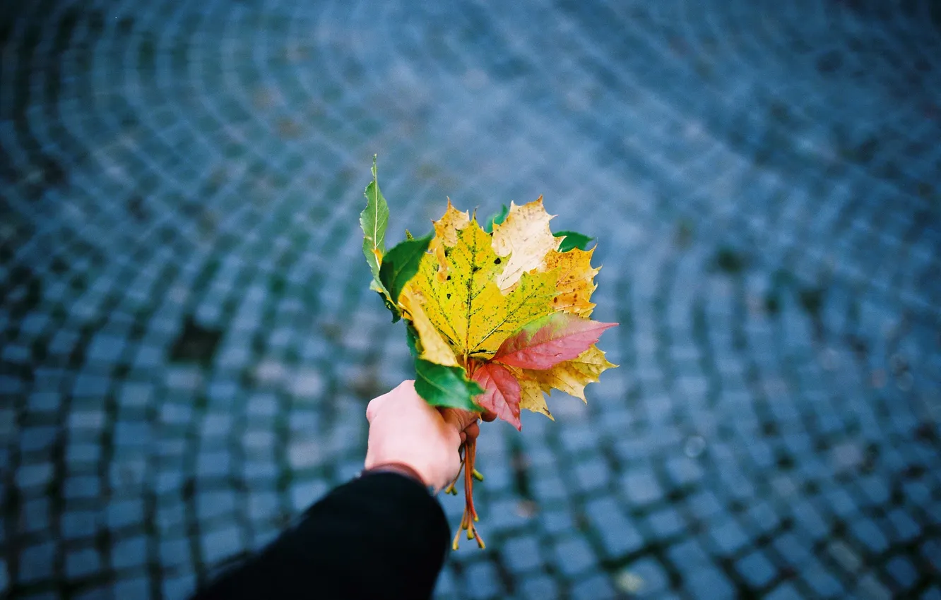 Photo wallpaper autumn, leaves, maple