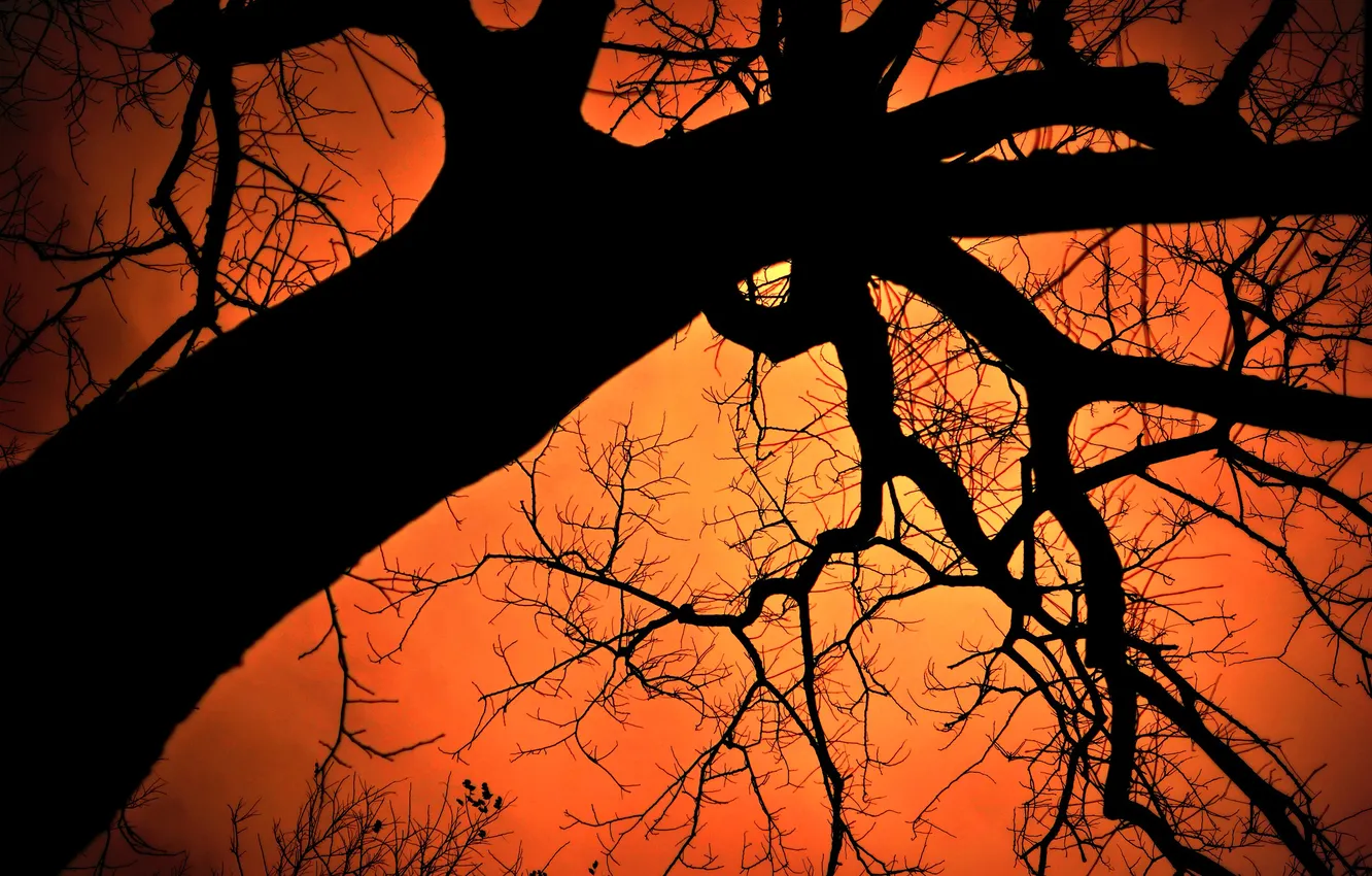 Photo wallpaper the sky, trees, silhouette, glow