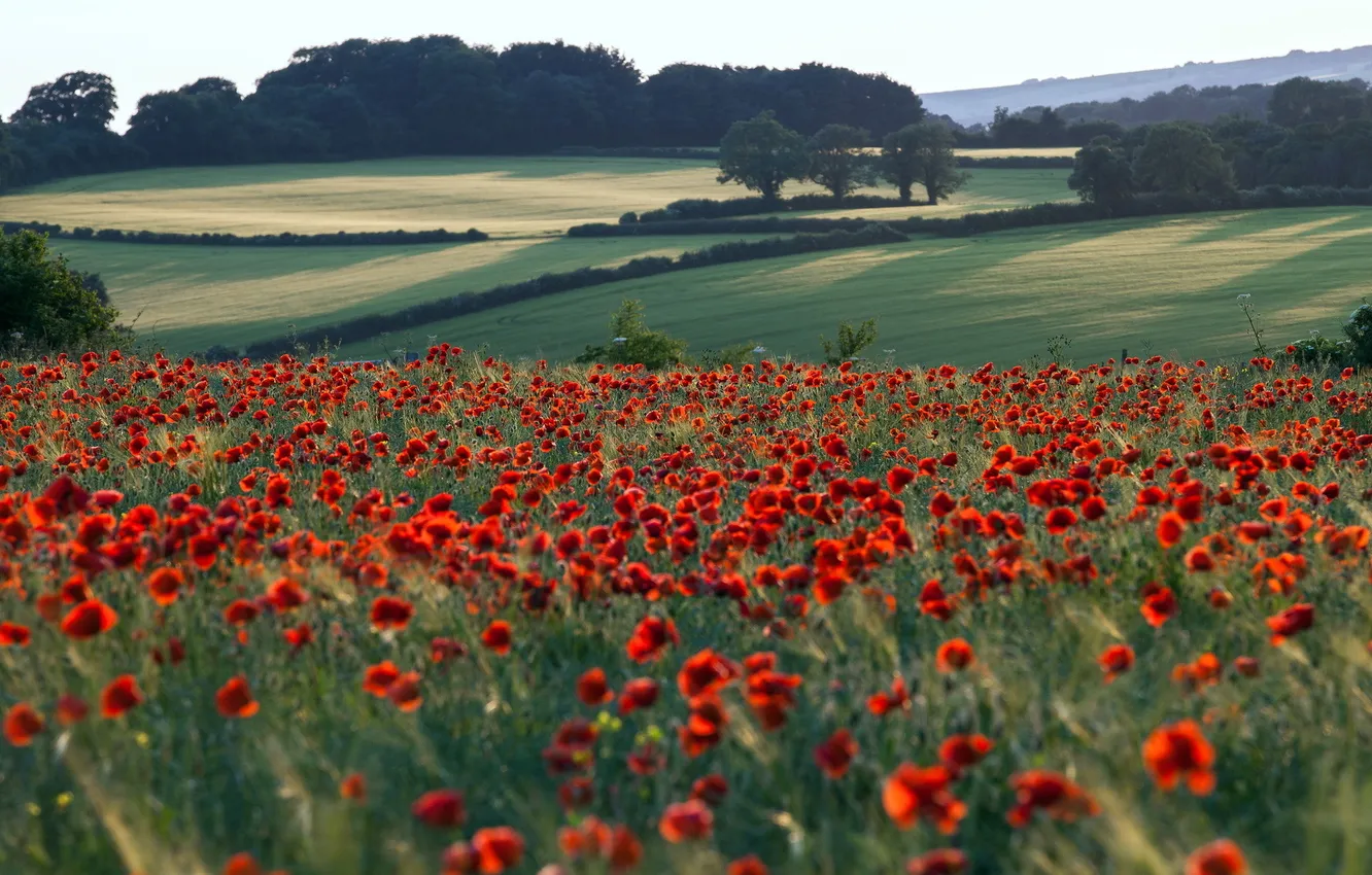 Photo wallpaper field, summer, nature, Maki