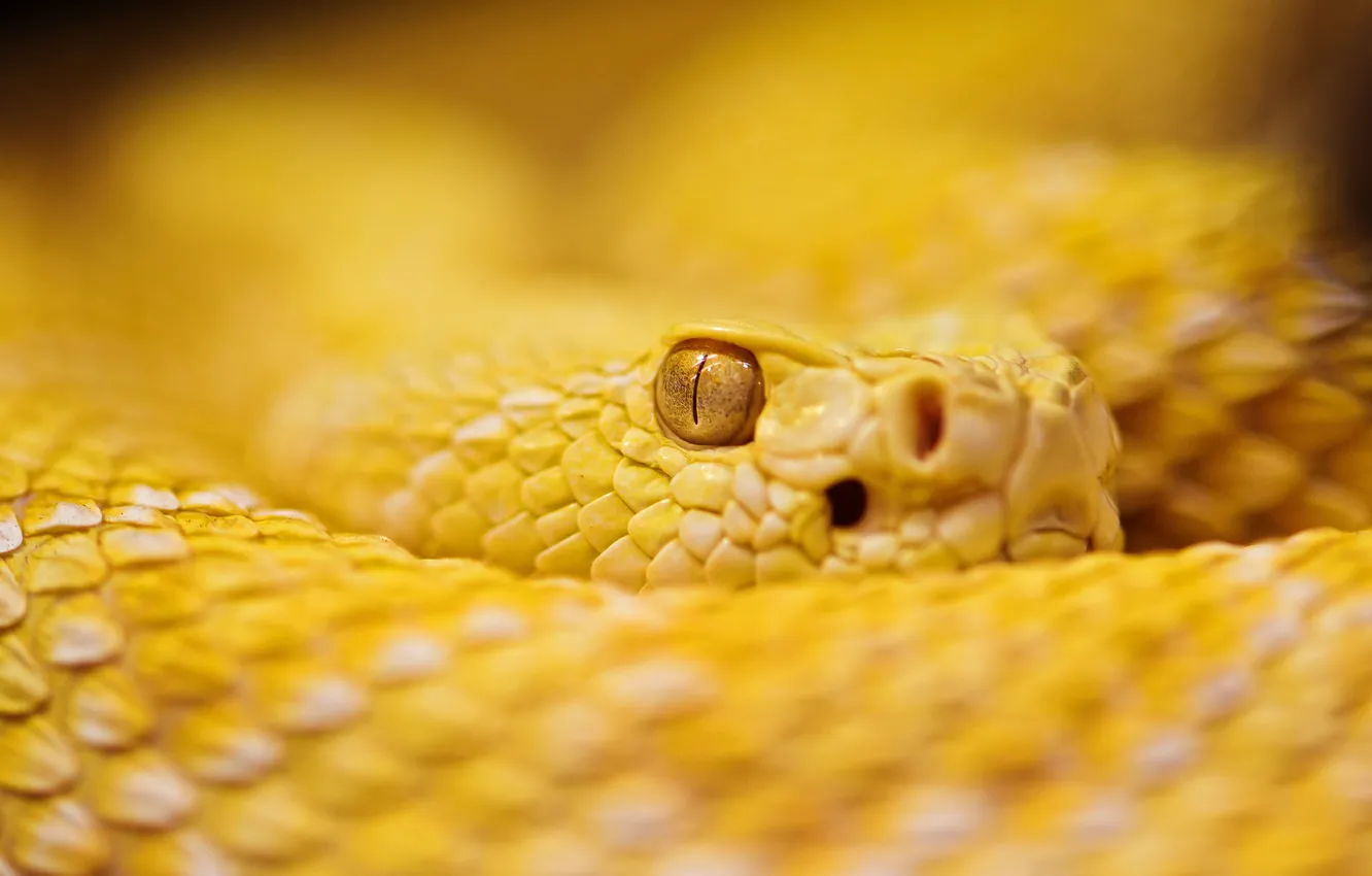 Photo wallpaper eyes, snake, blur, looks, yellow