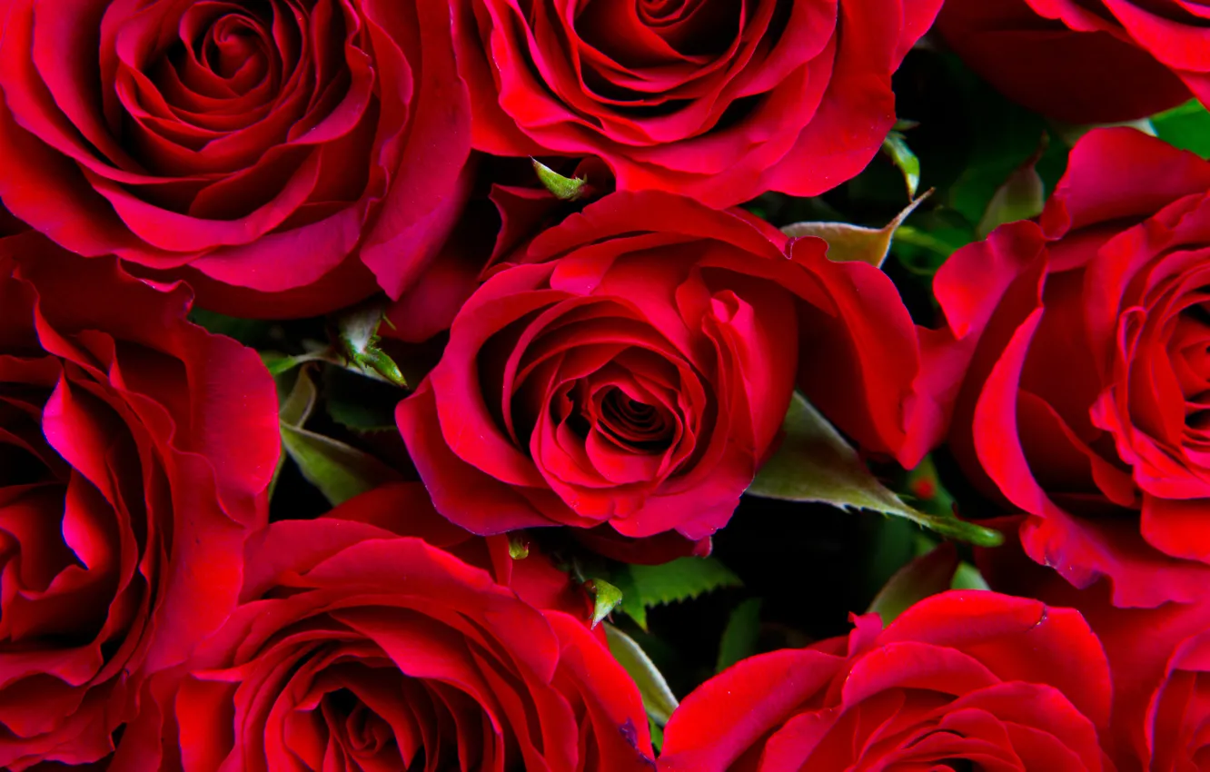 Photo wallpaper roses, bouquet, red