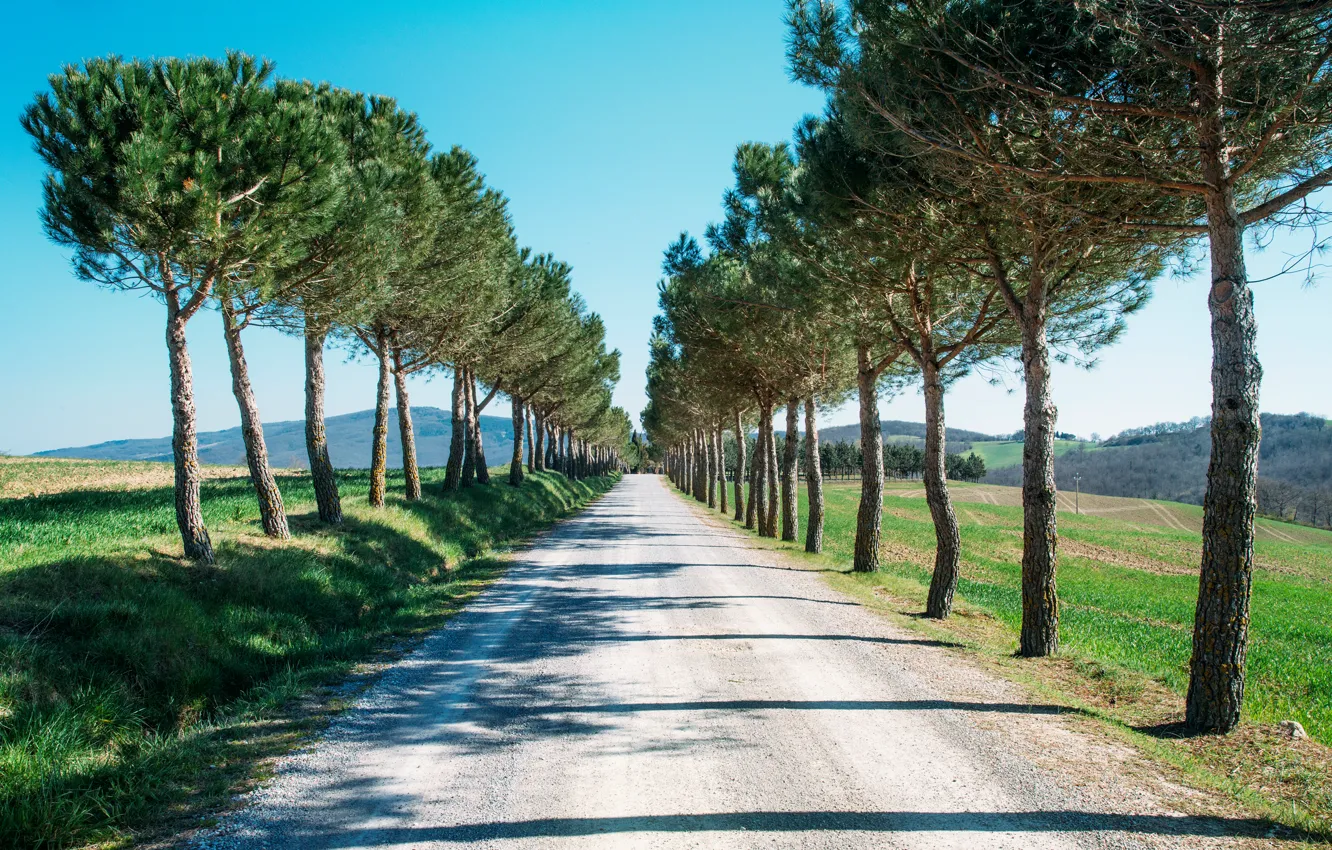 Photo wallpaper road, trees, alley, coniferous