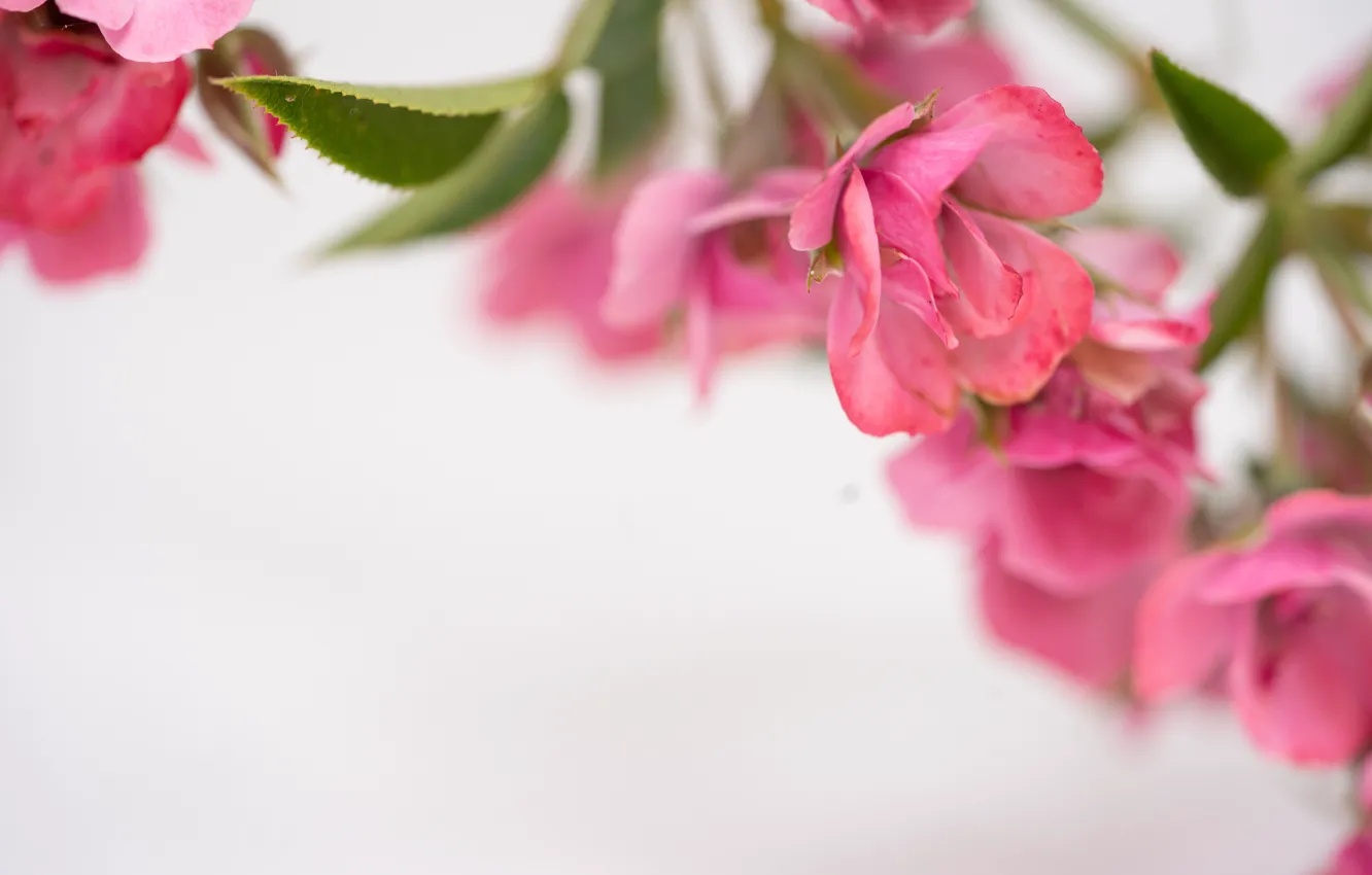 Photo wallpaper flowers, background, pink