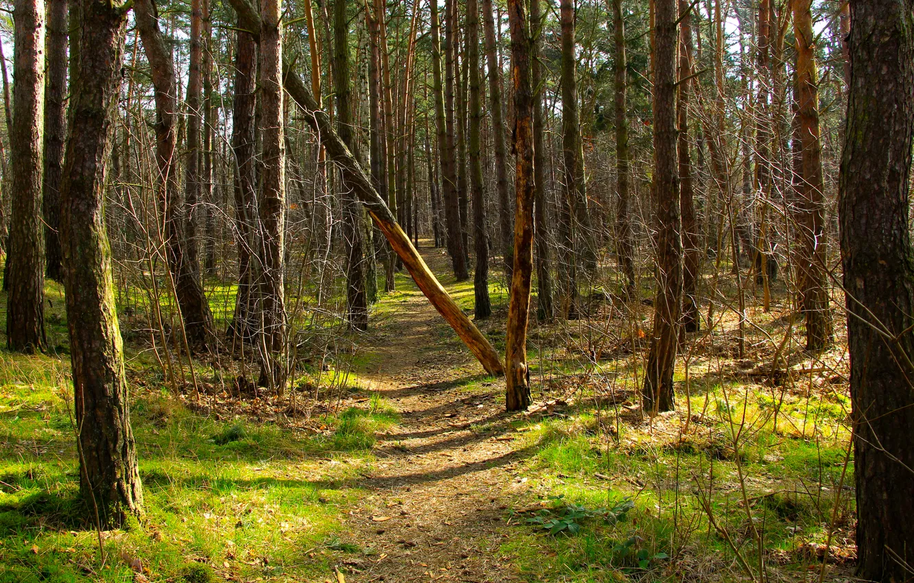 Photo wallpaper forest, park, tree