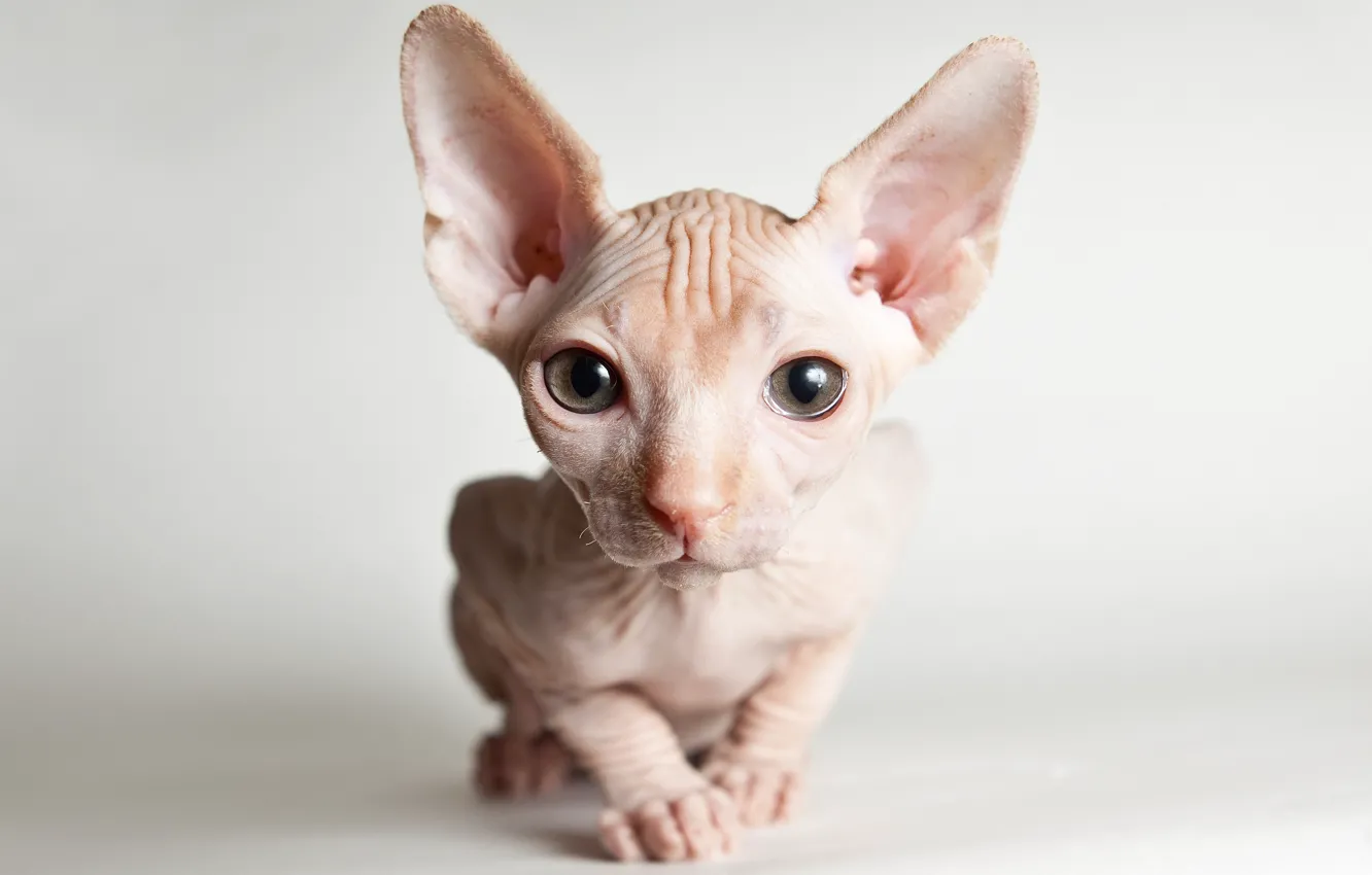 Photo wallpaper cat, eyes, look, muzzle, kitty, light background, Sphinx