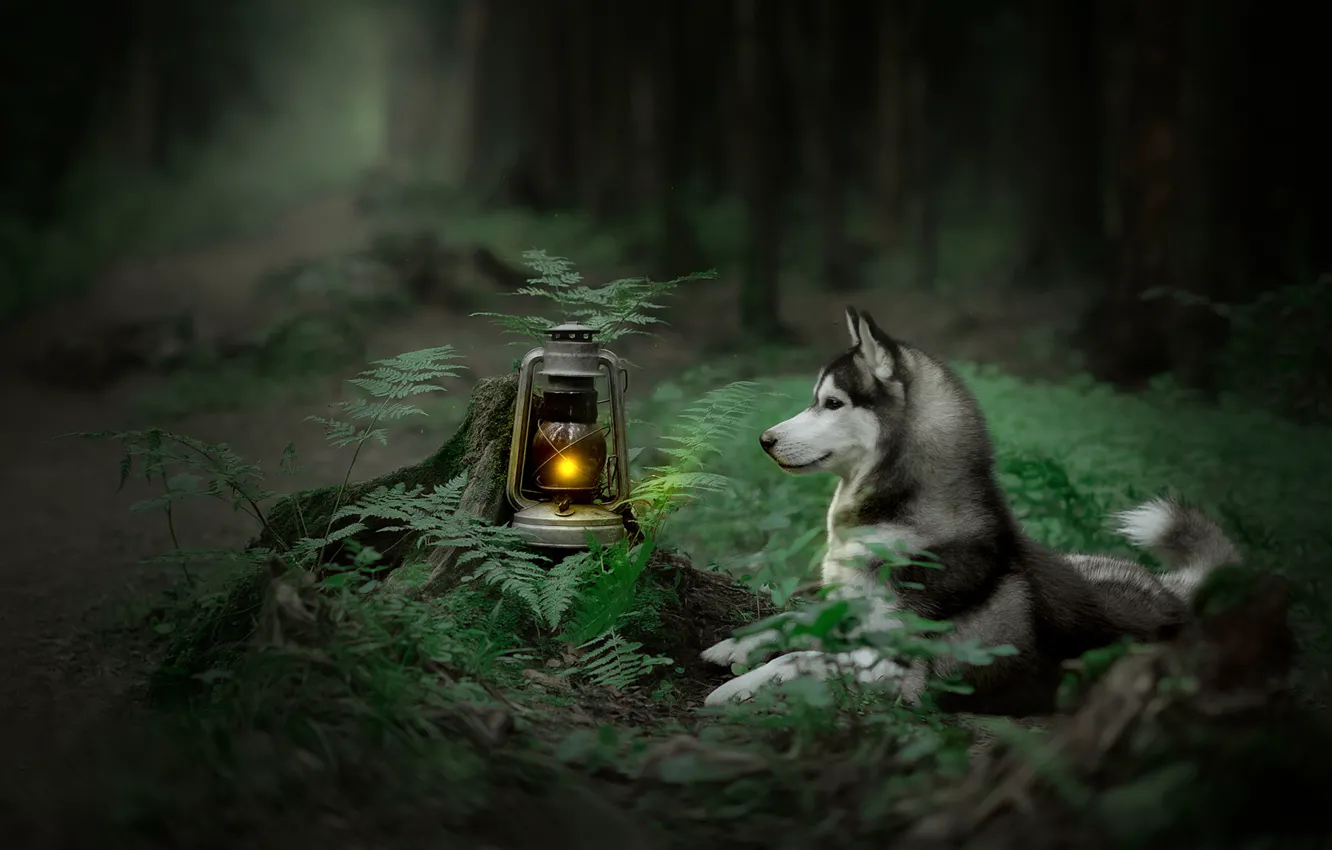 Photo wallpaper forest, dog, lantern, fern, Husky