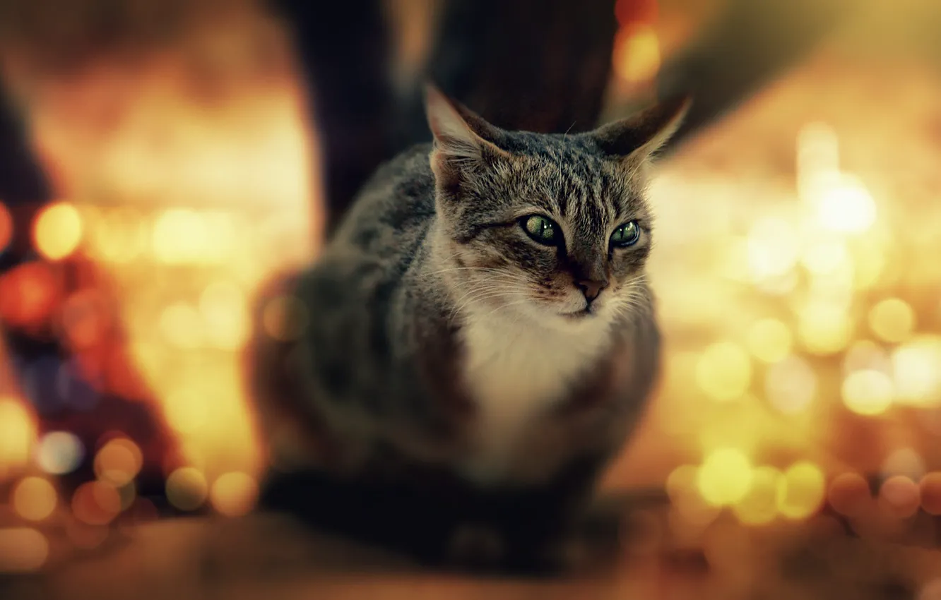 Photo wallpaper cat, cat, face, light, trees, nature, glare, grey