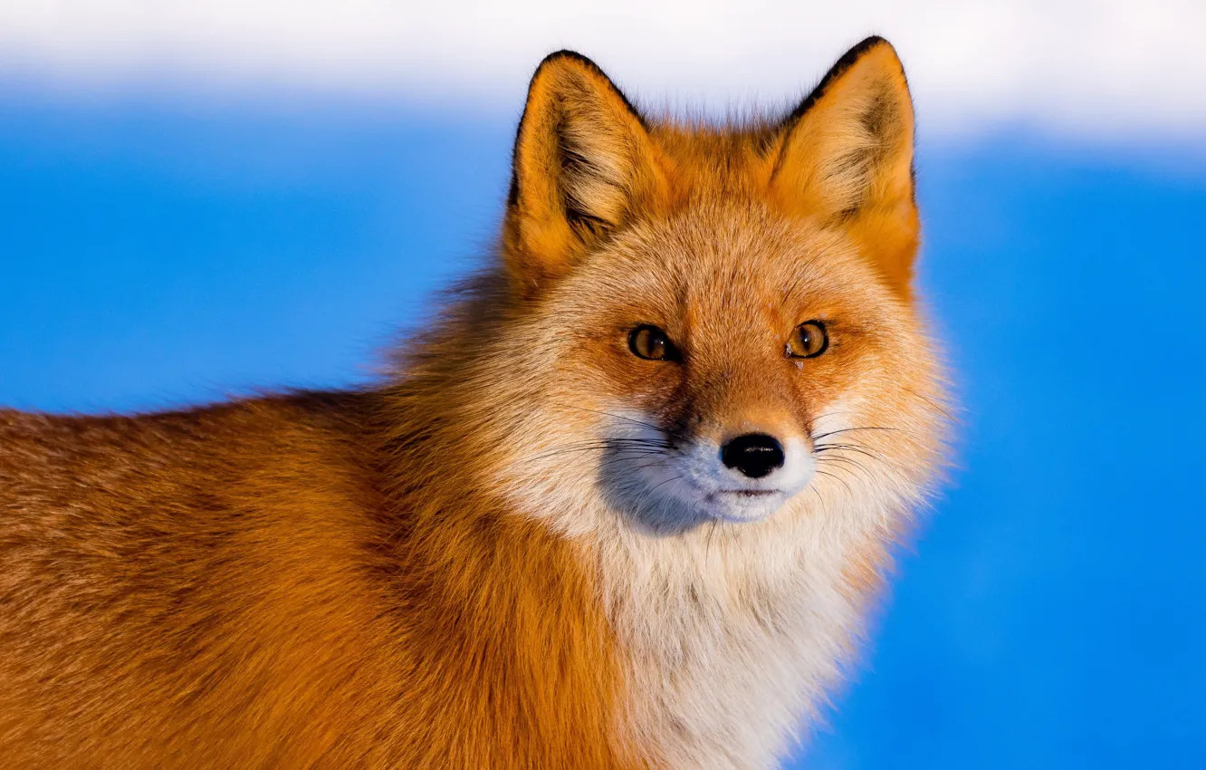 Photo wallpaper look, face, background, Fox, beauty, red