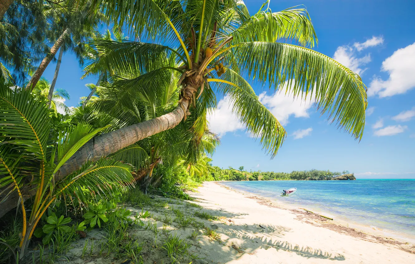 Photo wallpaper sea, beach, tropics, palm trees