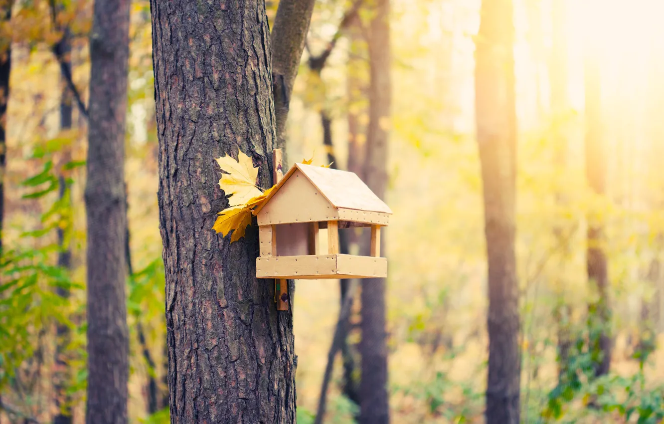 Photo wallpaper autumn, trees, Park, feeder