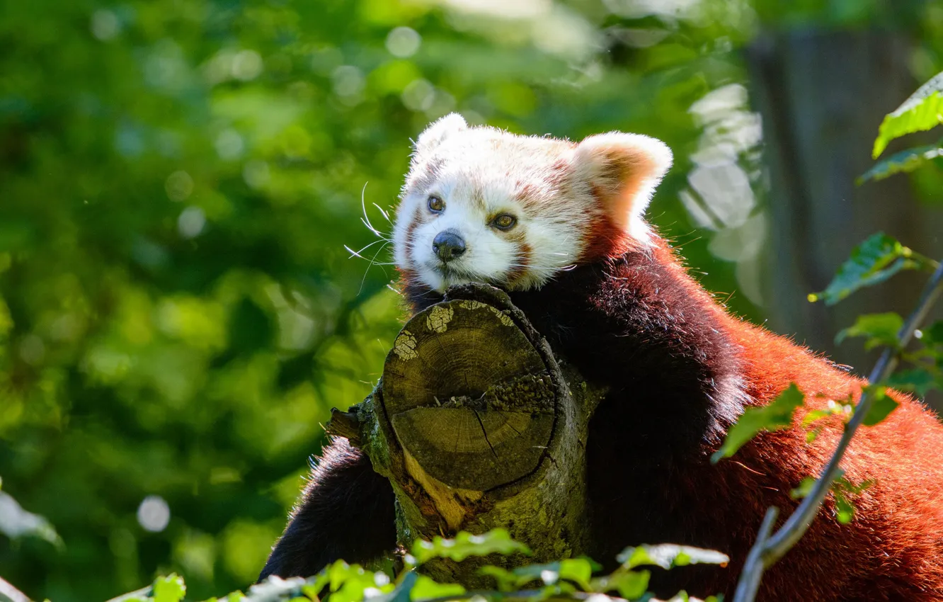 Photo wallpaper look, trees, red, Panda